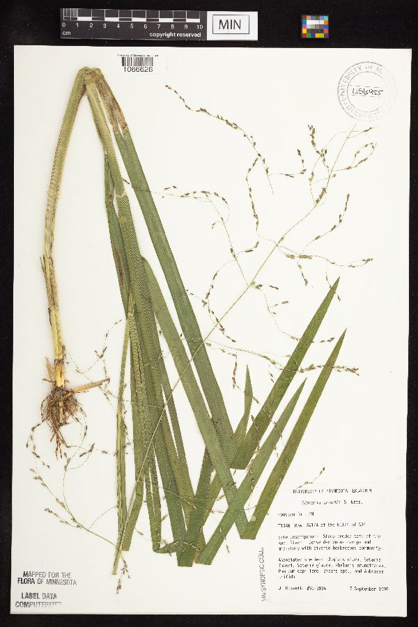 Glyceria grandis var. grandis image