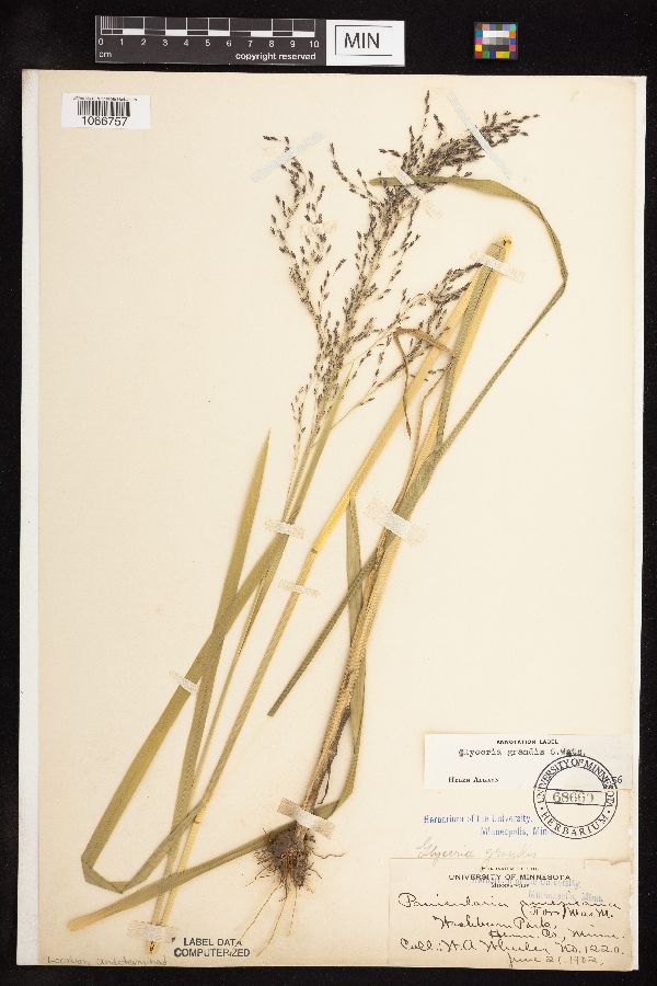 Glyceria grandis var. grandis image