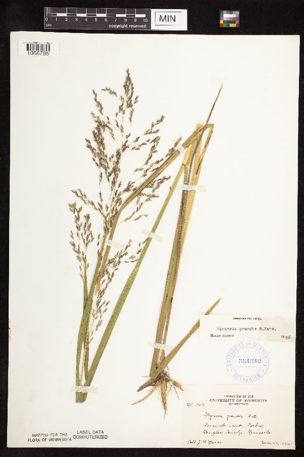 Glyceria grandis var. grandis image