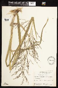 Glyceria grandis var. grandis image