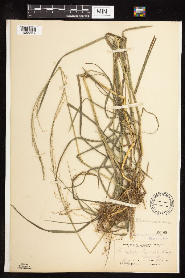 Glyceria melicaria image