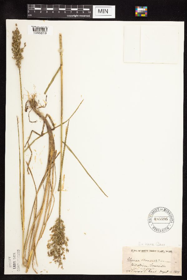 Glyceria obtusa image