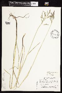 Glyceria striata image