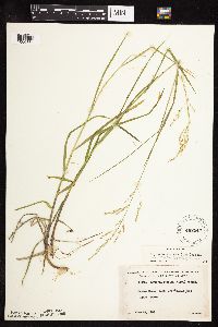 Glyceria striata image