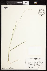 Glyceria striata image