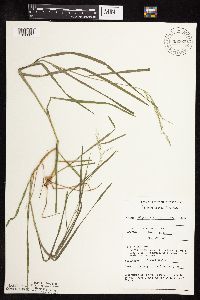 Glyceria striata image