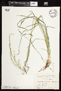 Glyceria striata image