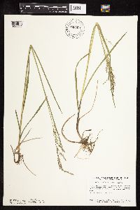 Glyceria striata image