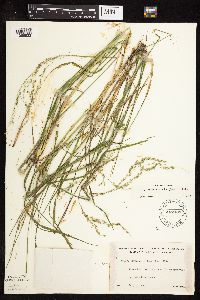 Glyceria striata image