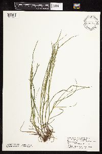 Glyceria striata image