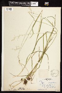 Glyceria striata image