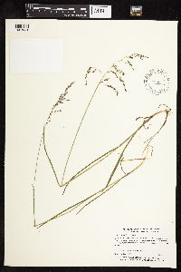 Glyceria striata image