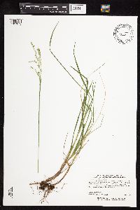 Glyceria striata image