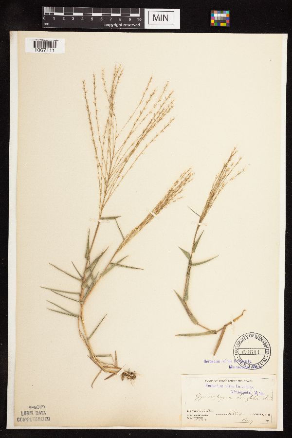 Gymnopogon brevifolius image