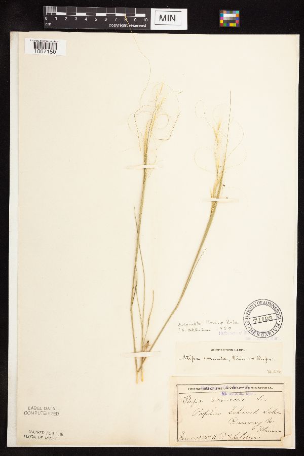 Hesperostipa comata image