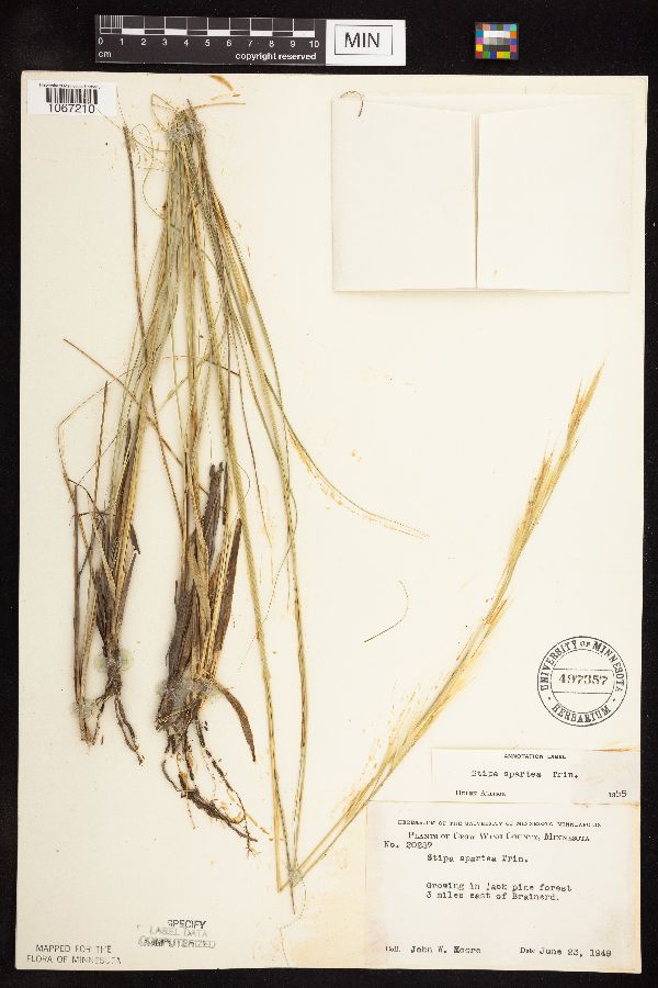 Hesperostipa spartea image