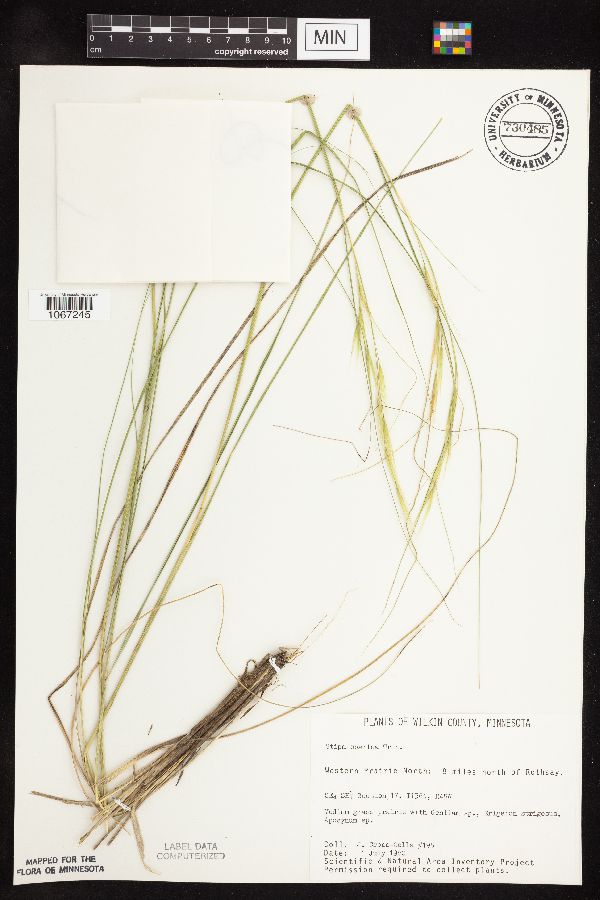 Hesperostipa spartea image