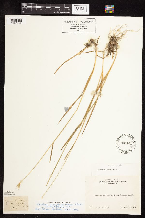 Hordeum brachyantherum subsp. brachyantherum image