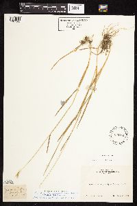 Hordeum brachyantherum subsp. brachyantherum image