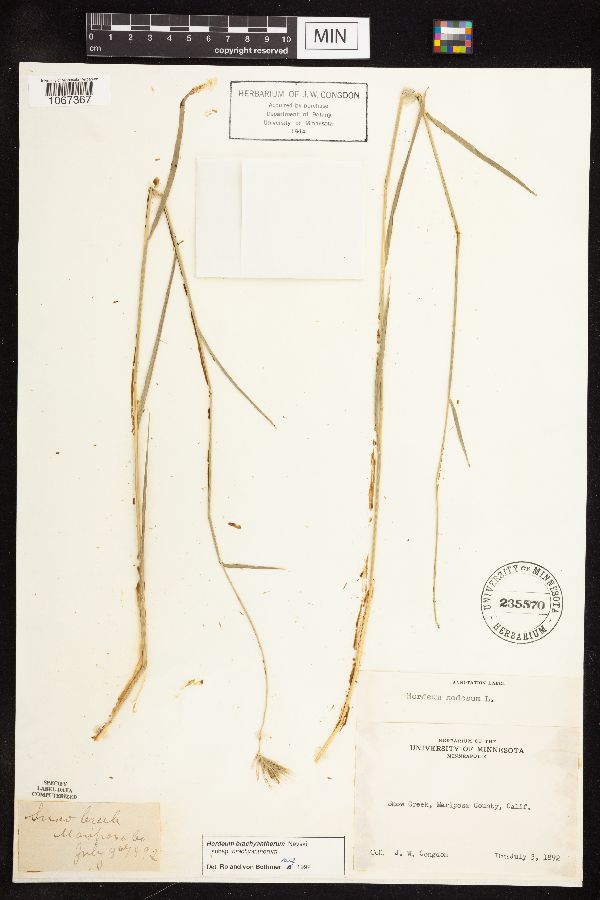 Hordeum brachyantherum subsp. brachyantherum image