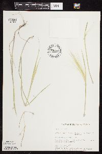 Hordeum jubatum subsp. jubatum image