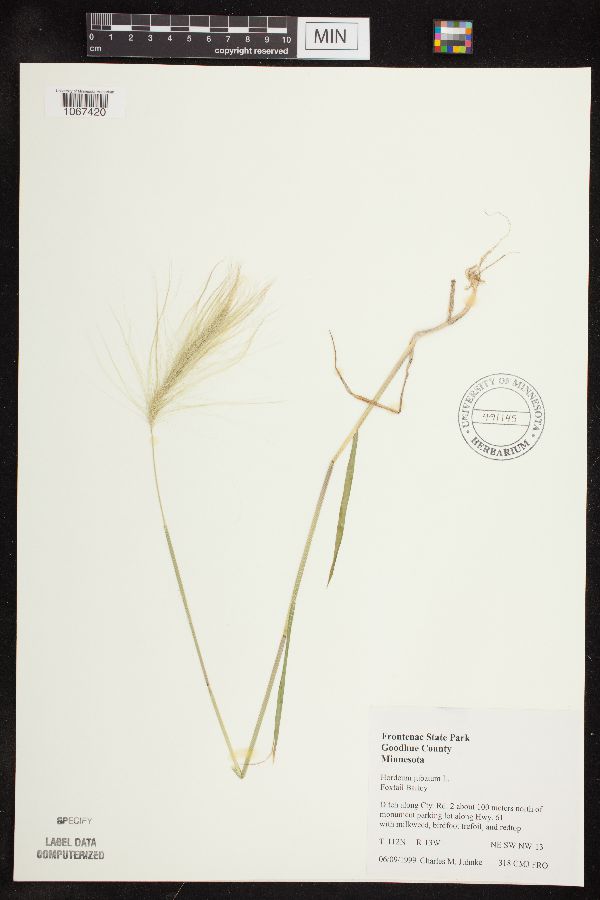 Hordeum jubatum image