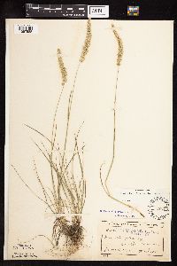 Koeleria macrantha image