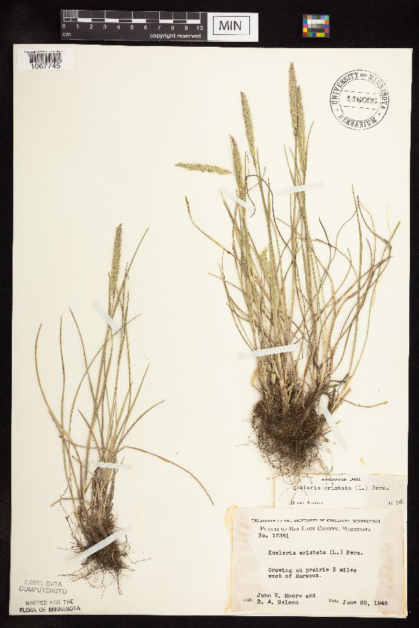 Koeleria macrantha image