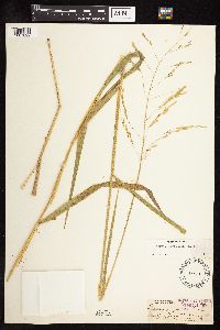 Image of Leersia oryzoides