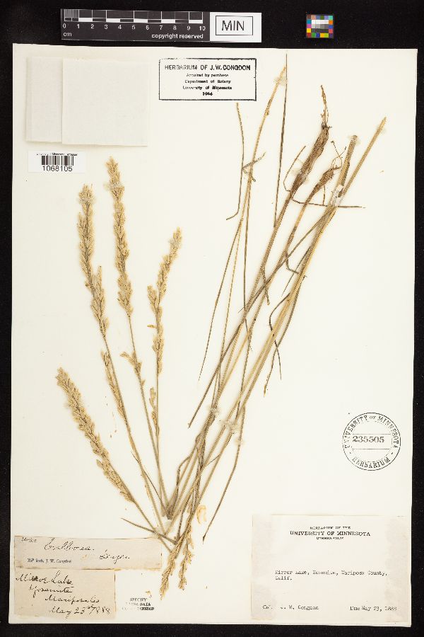 Melica bulbosa image