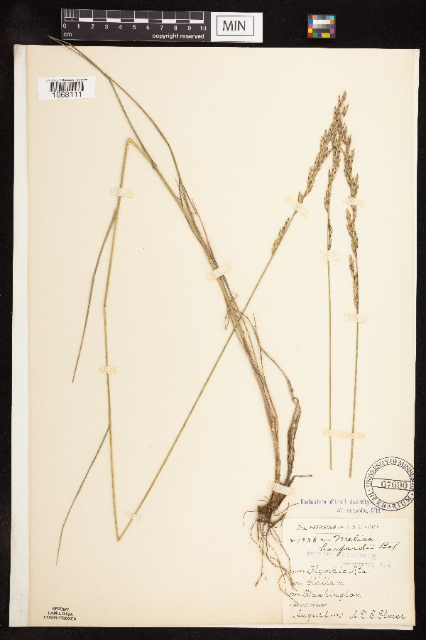 Melica harfordii image