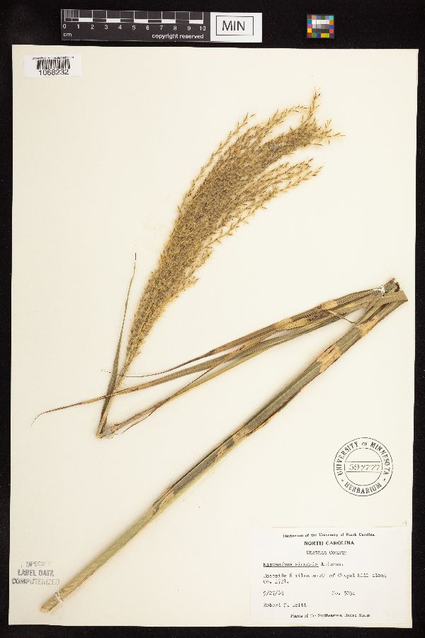 Miscanthus image