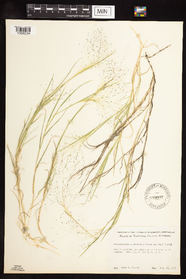 Muhlenbergia asperifolia image