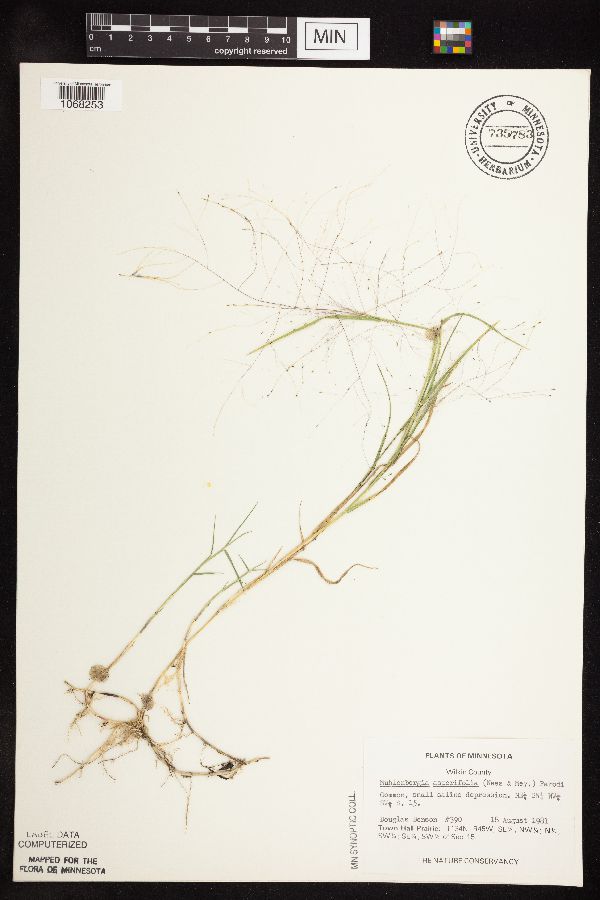 Muhlenbergia asperifolia image