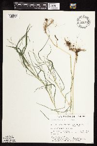 Image of Muhlenbergia frondosa