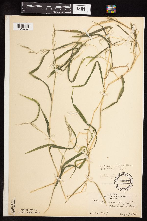 Muhlenbergia image