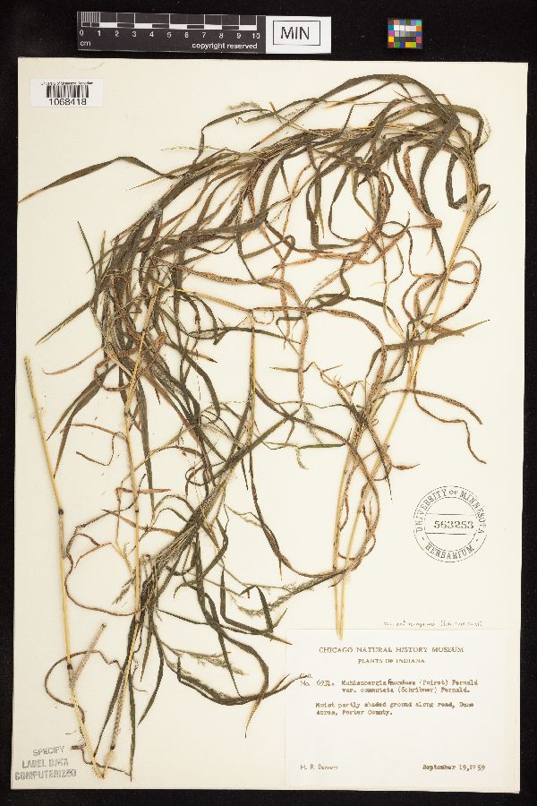 Muhlenbergia frondosa image