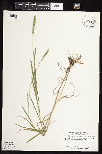 Image of Muhlenbergia glomerata