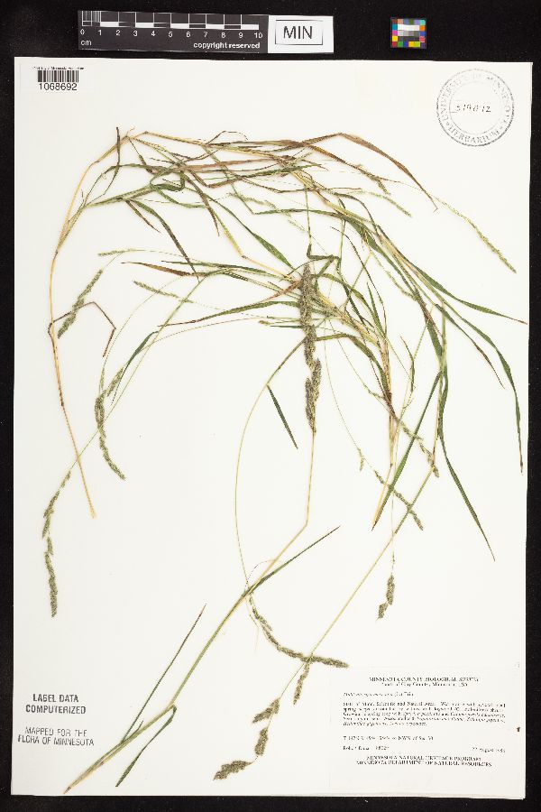 Muhlenbergia mexicana image