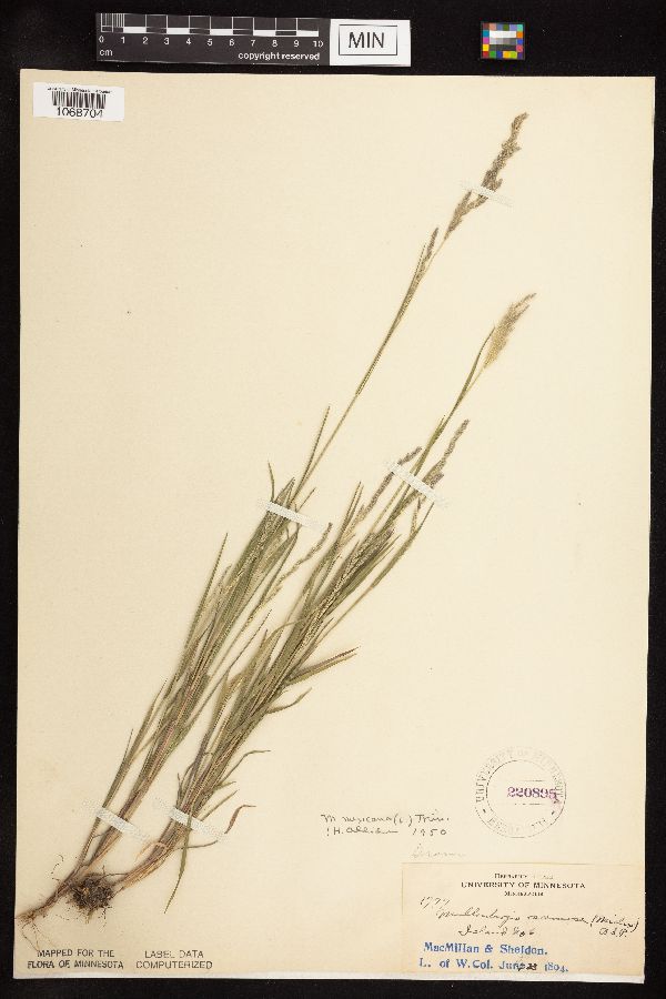 Muhlenbergia mexicana image