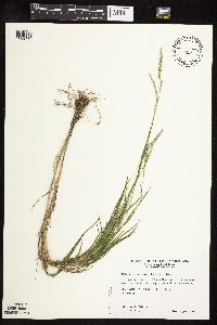 Image of Muhlenbergia racemosa