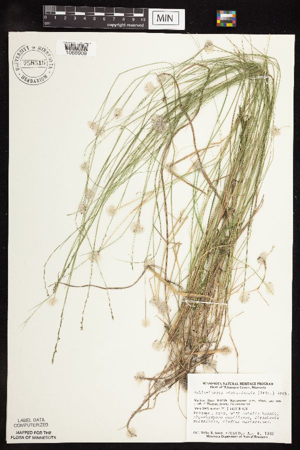 Muhlenbergia richardsonis image