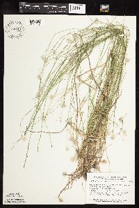 Image of Muhlenbergia richardsonis