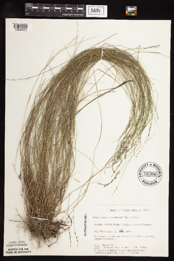 Muhlenbergia richardsonis image