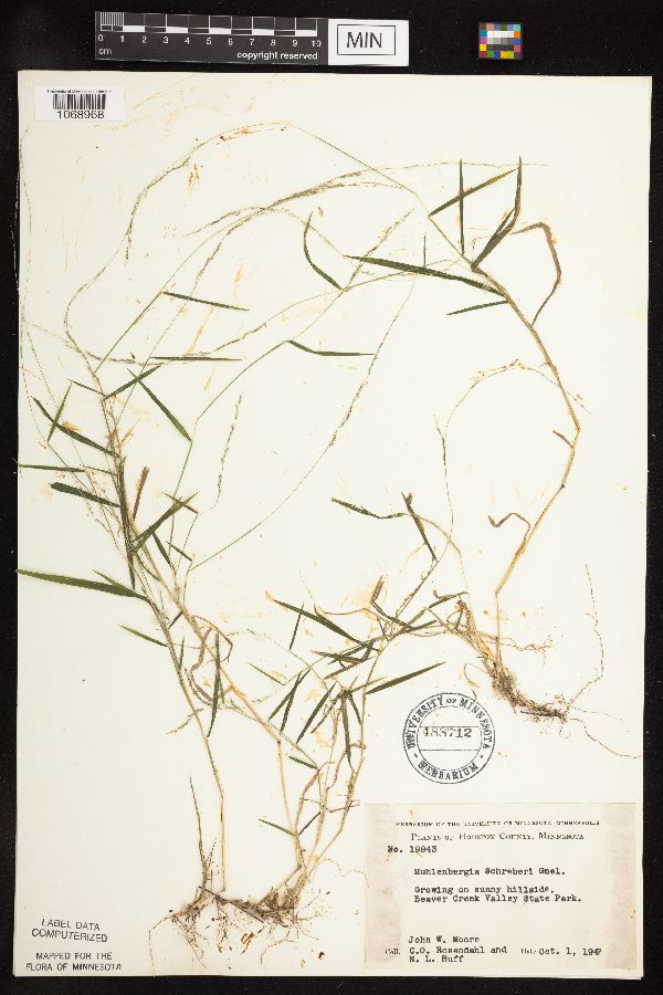 Muhlenbergia schreberi image