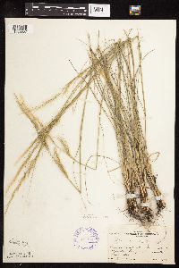 Nassella viridula image