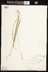 Image of Oryzopsis asperifolia