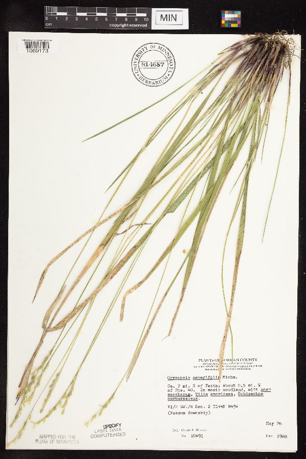 Oryzopsis asperifolia image