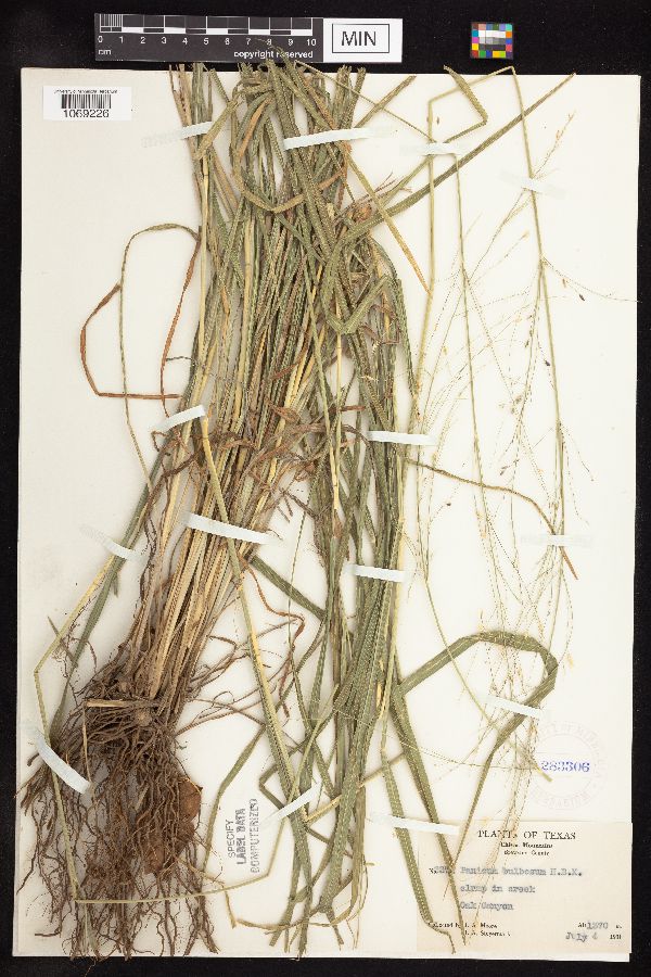 Panicum bulbosum image