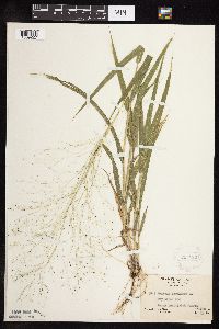 Panicum capillare image